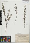 Foto von Salix repens L.